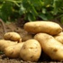 Patates fiyatları 4 ayda yüzde 80 arttı