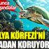 Caretta carettalar Antalya Körfezi'ni denizanası istilasından koruyor Caretta carettalar Antalya Körfezi'ni denizanası istilasından koruyor