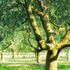 Zeytin yasasının arkasında sanayi hamlesi hedefi var Zeytin yasasının arkasında sanayi hamlesi hedefi var
