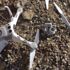Kartal, drone parçaladı