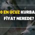 2020 en ucuz kurbanlık fiyat son dakika nerede? A101 Migros Carrefour kurban fiyatı kaç TL?