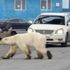 Rusya'da aç kalan kutup ayısı kente indi