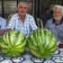 Ödemiş karpuzunun tadı var, alıcısı yok