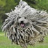Paspas değil, gerçekten köpek! Paspas değil, gerçekten köpek!