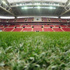 TT Arena'yı kediler bastı
