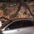 Otomobilin üzerine ağaç devrildi Otomobilin üzerine ağaç devrildi