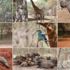 Senegal’in vahşi yaşam parkı 'Bandia Rezervi'