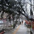Meteoroloji'den 'Ağaç' uyarısı Meteoroloji'den 'Ağaç' uyarısı