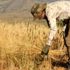 Irak sınırında, 37 derece sıcaklıkta buğday hasadı