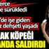 ﻿8 sokak köpeği aynı anda saldırdı