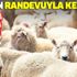 Kurban randevuyla kesilecek Kurban randevuyla kesilecek