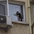 İzmir’de görme engelli kedi için kurtarma operasyonu İzmir’de görme engelli kedi için kurtarma operasyonu