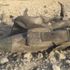 Suriye'de Rus yapımı savaş uçağı Su-22 düşürüldü