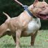 Pitbull dövüştürenlere 15 bin TL para cezası Pitbull dövüştürenlere 15 bin TL para cezası