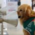 Kanser, korona ve Parkinson hastalarını koklayarak teşhis ediyorlar. Herkes bu cins köpeklerin peşinde Kanser, korona ve Parkinson hastalarını koklayarak teşhis ediyorlar. Herkes bu cins köpeklerin peşinde