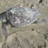 Saros Körfezi'ne ölü caretta caretta vurdu