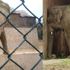 Pakistan’da 35 yıldır işkence gören 'Kaavan' artık özgür! Pakistan’da 35 yıldır işkence gören 'Kaavan' artık özgür!