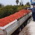 Fiyatı 50 kuruşa düşen domates üreticinin elinde kaldı Fiyatı 50 kuruşa düşen domates üreticinin elinde kaldı