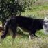 Kafasını damacanaya sıkıştıran köpek mahalleli sayesinde kurtuldu