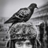 Foto Galeri: Instagram’da fenomen olan foto muhabiri Foto Galeri: Instagram’da fenomen olan foto muhabiri