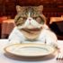 İngiltere'de kedi maması krizi İngiltere'de kedi maması krizi