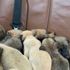 Pendik'te ormanda ölüme terk edilen onlarca yavru köpek bulundu Pendik'te ormanda ölüme terk edilen onlarca yavru köpek bulundu