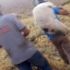 Yaralı halde buldular, sırtlarında taşıdılar! 10 gün boyunca sadece su içerek hayatta kalmış