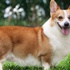 Saray’da ‘Corgi’ yasağı