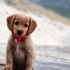 İnternetten köpek almak istedi, dolandırıldı İnternetten köpek almak istedi, dolandırıldı