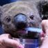 Kurtarılma videosunu milyonların izlediği koala öldü Kurtarılma videosunu milyonların izlediği koala öldü