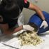 Otlu peynirden çıktı! Tam 33 kilogram! Pes artık! Otlu peynirden çıktı! Tam 33 kilogram! Pes artık!