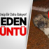 Ayakları Ters Köpek Hayrete Düşürüyor