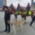 Polis köpekleri Taksim'de