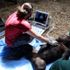 Şempanzelere kalp muayenesi