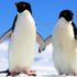 Antarktika'daki buzlar eriyince penguenler mutlu oluyor Antarktika'daki buzlar eriyince penguenler mutlu oluyor