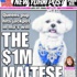 1 milyon doların sahibi bir köpek!