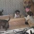 Evine geldiğinde bahçesindeki 15 köpekle karşılaştı Evine geldiğinde bahçesindeki 15 köpekle karşılaştı