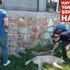 Yalova'da 7 köpek zehirlenerek katledildi