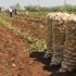 Patates 5 liraya çıkınca, yarış başladı!
