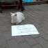 (Özel) Dilenci kedi (Özel) Dilenci kedi