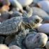 Caretta carettaların yuvadan çıkış süresi 47 güne düştü