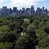 Central Park'ta devasa ağaç devrildi: 4 yaralı
