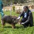 Mersin de trafik kazasında bacağı kırılan köpek tedaviyle ... Mersin de trafik kazasında bacağı kırılan köpek tedaviyle ...