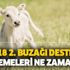 31 Ocak buzağı destekleri yattı mı? 2018 ikinci dönem buzağı desteklemeleri ne zaman yatacak?