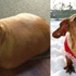 Obez köpeğin başarı öyküsü Obez köpeğin başarı öyküsü