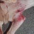 Emekli polis memuru havlayan köpeğe 5 el ateş etti! Seken mermi 10 yaşındaki Ayşe Sağır'a isabet etti
