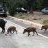 Domuzlar, sürüler halinde Marmaris cadde ve sokaklarında