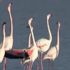 İzmir Kuş Cenneti'nde flamingo rekoru kırıldı