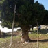 Yetiştirdiği Esrarı Ağacın Başına Depoladı