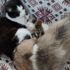 Yavrularını kaybeden kedi, civcivlere ve köpeklere annelik yapıyor Yavrularını kaybeden kedi, civcivlere ve köpeklere annelik yapıyor